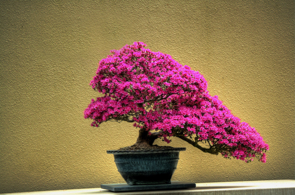 bonsai rosa