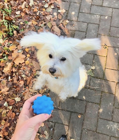 cane volante con pallina a ultrasuoni