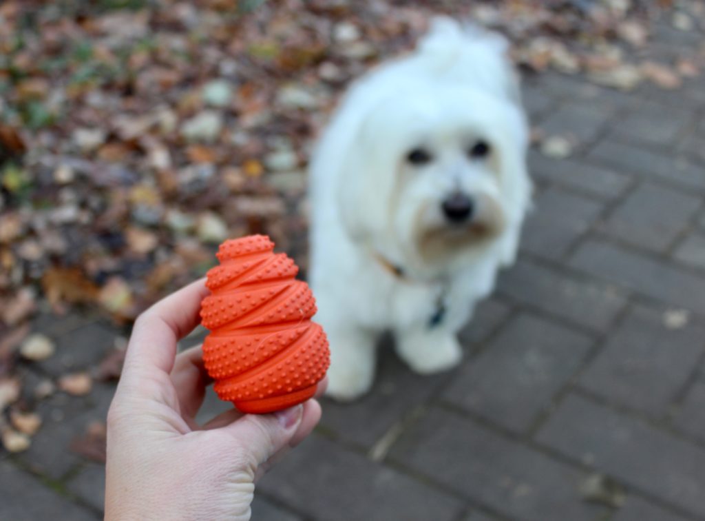 Giochi per cani che stimolano l'attivazione mentale