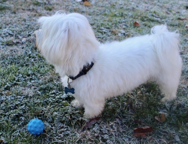 Regali per cagnolini esigenti