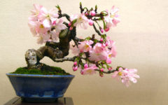 regalare un bonsai a Natale