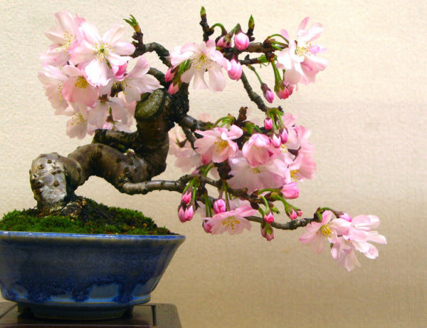 regalare un bonsai a Natale