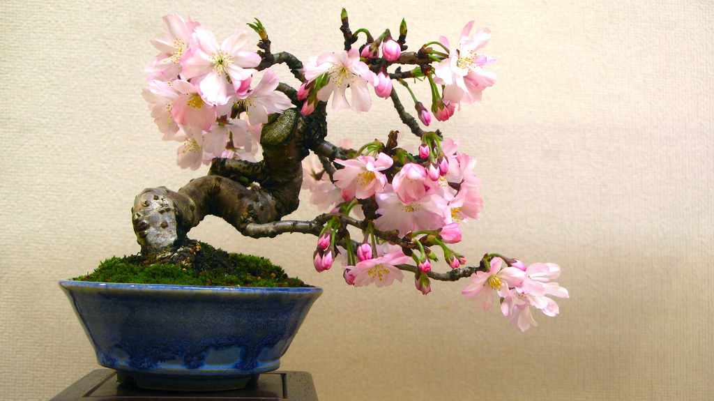 Cosa significa bonsai e perché è un bel regalo da fare a una persona cara -  inNaturale
